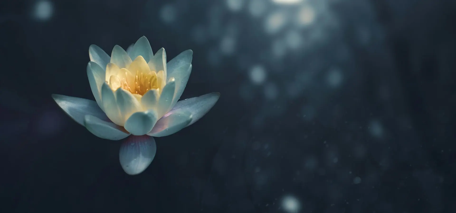 Flor de nenúfar sobre un fondo oscuro con destellos de luz